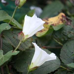 Photographie n°109245 du taxon Calystegia sepium (L.) R.Br. [1810]