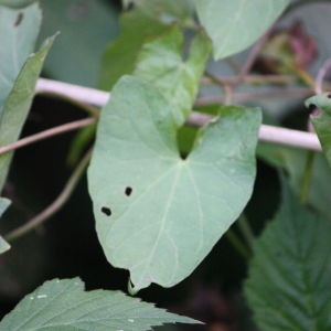 Photographie n°109246 du taxon Calystegia sepium (L.) R.Br. [1810]