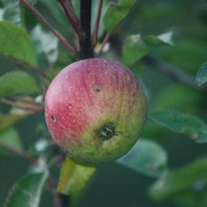 Photographie n°109254 du taxon Malus pumila Mill. [1768]