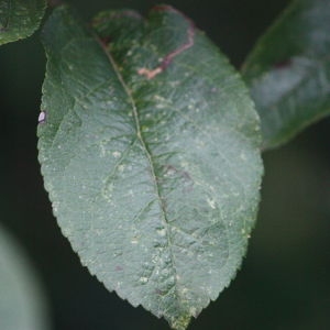 Photographie n°109258 du taxon Malus pumila Mill. [1768]