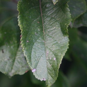 Photographie n°109260 du taxon Malus pumila Mill. [1768]