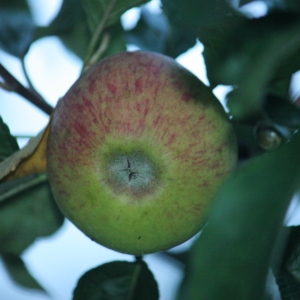 Photographie n°109266 du taxon Malus pumila Mill. [1768]