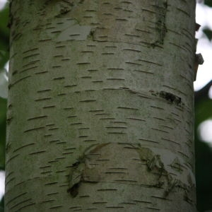 Photographie n°109274 du taxon Betula papyrifera Marshall [1785]