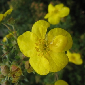 Photographie n°109288 du taxon Dasiphora fruticosa (L.) Rydb. [1898]