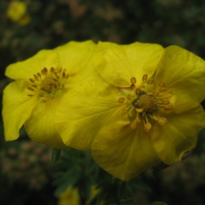 Photographie n°109289 du taxon Dasiphora fruticosa (L.) Rydb. [1898]