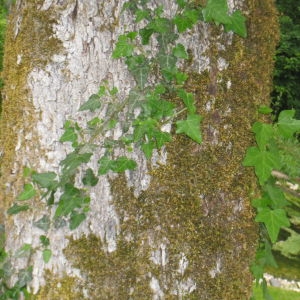Photographie n°109311 du taxon Sorbus torminalis (L.) Crantz [1763]