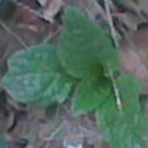 Mandragora sp.