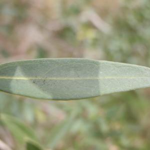 Photographie n°109368 du taxon Phillyrea angustifolia L. [1753]