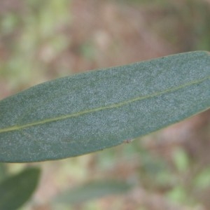 Photographie n°109369 du taxon Phillyrea angustifolia L. [1753]
