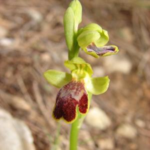 Photographie n°109384 du taxon Ophrys marmorata G.Foelsche & W.Foelsche [1998]