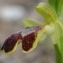  Paul Fabre - Ophrys marmorata G.Foelsche & W.Foelsche [1998]