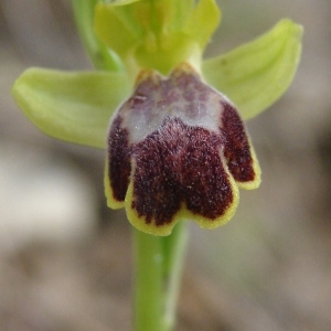 Photographie n°109387 du taxon Ophrys marmorata G.Foelsche & W.Foelsche [1998]