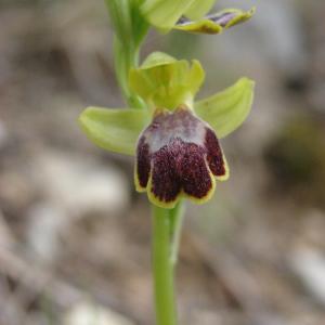 Photographie n°109388 du taxon Ophrys marmorata G.Foelsche & W.Foelsche [1998]