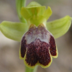 Ophrys bilunulata sensu P.Delforge (Ophrys marbré)