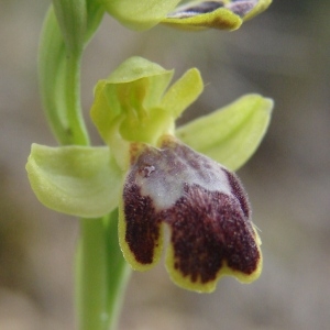  - Ophrys marmorata G.Foelsche & W.Foelsche [1998]