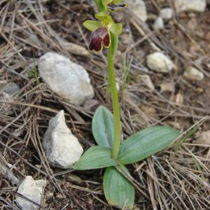  - Ophrys marmorata G.Foelsche & W.Foelsche [1998]