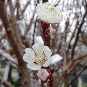 Photographie n°109401 du taxon Prunus armeniaca L. [1753]