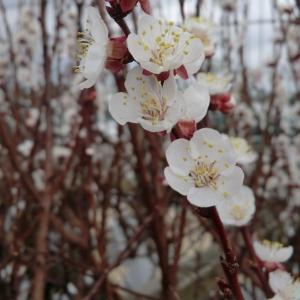 Photographie n°109406 du taxon Prunus armeniaca L. [1753]