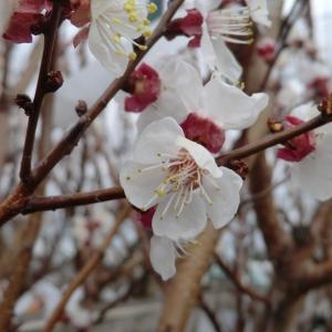 Photographie n°109409 du taxon Prunus armeniaca L. [1753]