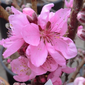 Photographie n°109413 du taxon Prunus persica (L.) Batsch [1801]