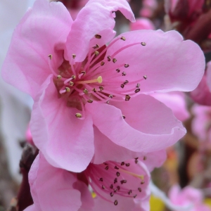 Photographie n°109415 du taxon Prunus persica (L.) Batsch [1801]