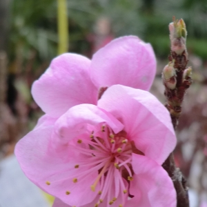 Photographie n°109417 du taxon Prunus persica (L.) Batsch [1801]
