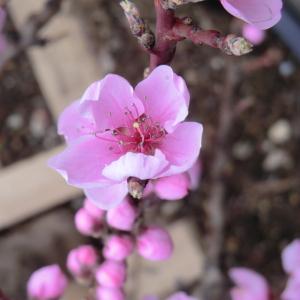 Photographie n°109418 du taxon Prunus persica (L.) Batsch [1801]