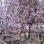  Pierre Bonnet - Prunus cerasifera Ehrh. [1784]