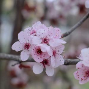 Photographie n°109429 du taxon Prunus cerasifera Ehrh. [1784]