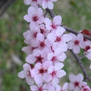 Photographie n°109430 du taxon Prunus cerasifera Ehrh. [1784]