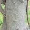  Pierre Bonnet - Prunus cerasifera Ehrh. [1784]