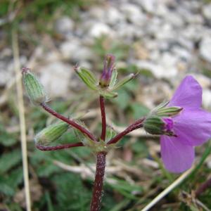 Photographie n°109458 du taxon Erodium acaule (L.) Bech. & Thell. [1928]