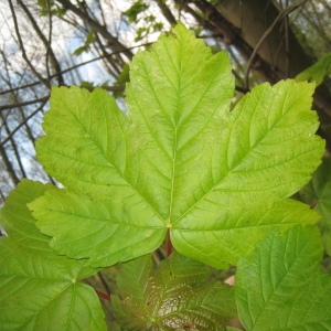 Photographie n°109469 du taxon Acer pseudoplatanus L. [1753]