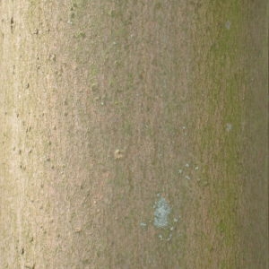 Photographie n°109471 du taxon Acer pseudoplatanus L. [1753]