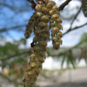 Photographie n°109476 du taxon Carpinus betulus L. [1753]