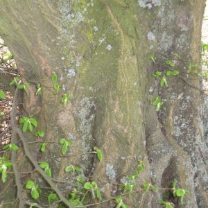 Photographie n°109478 du taxon Carpinus betulus L. [1753]