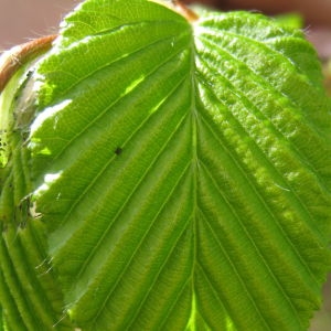 Photographie n°109479 du taxon Carpinus betulus L. [1753]