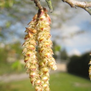 Photographie n°109483 du taxon Carpinus betulus L. [1753]