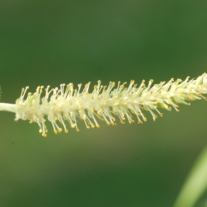 Photographie n°109507 du taxon Salix x sepulcralis Simonk. [1890]