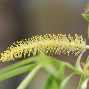 Photographie n°109508 du taxon Salix x sepulcralis Simonk. [1890]