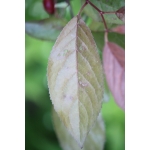 Prunus cerasifera f. atropurpurea Diffel