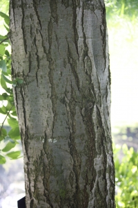 Hervé GOËAU, le 20 avril 2011 (Rocquencourt (Arboretum de Chevreloup))