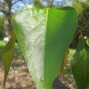  - Populus trichocarpa Torr. & A.Gray ex Hook. [1852]