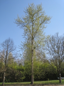 Hervé GOËAU, le  2 avril 2012 (Rocquencourt (Arboretum de Chevreloup))