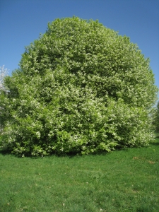 Hervé GOËAU, le  2 avril 2012 (Rocquencourt (Arboretum de Chevreloup))