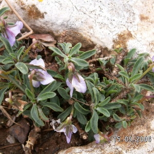 Photographie n°109586 du taxon Viola arborescens L. [1753]