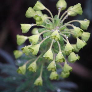 Photographie n°109604 du taxon Euphorbia characias L. [1753]