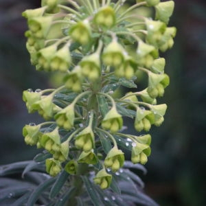 Photographie n°109605 du taxon Euphorbia characias L. [1753]