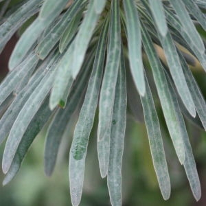 Photographie n°109612 du taxon Euphorbia characias L. [1753]