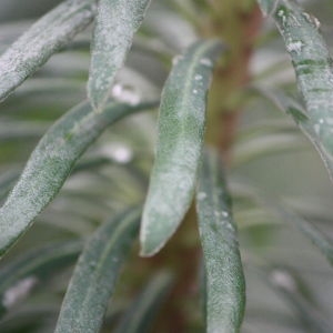 Photographie n°109615 du taxon Euphorbia characias L. [1753]